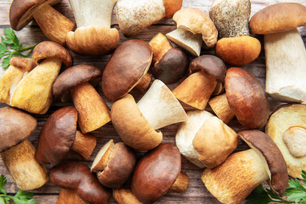 istock Assorted fresh mushrooms gathered from the forest, showcasing different sizes and colors on a rustic wooden surface 2177792795