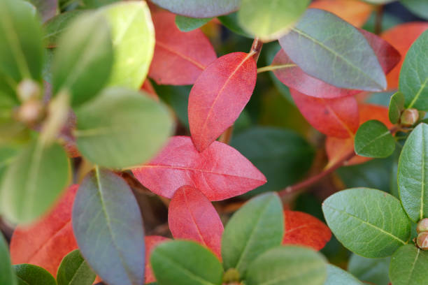 istock In autumn, azalea leaves 2177795886