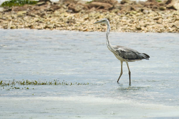 The black heron (Egretta ardesiaca) is a medium-sized wading bird found across sub-Saharan Africa and Madagascar, distinguished by its slate-black plumage and striking yellow feet. This species employs a remarkable hunting technique called \