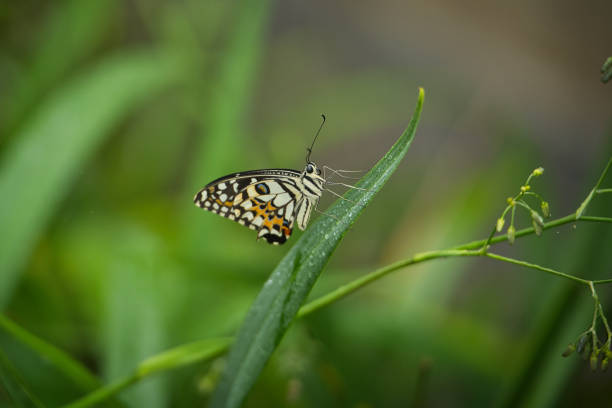 istock Beautiful coloured butterfly on green fern leaf 2177796799