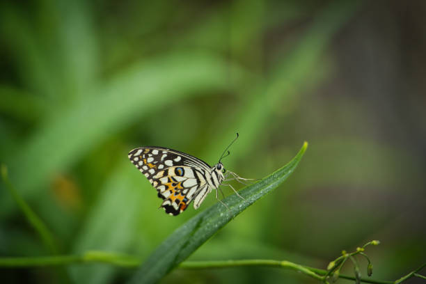 istock Beautiful coloured butterfly on green fern leaf 2177796920