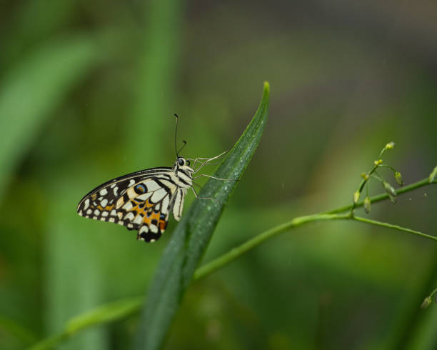 istock Beautiful coloured butterfly on green fern leaf 2177796933