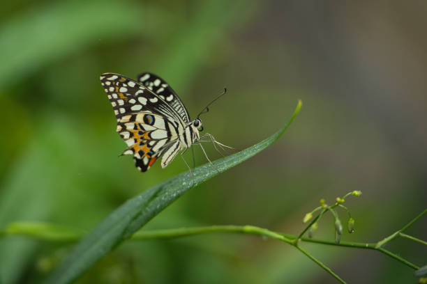 istock Beautiful coloured butterfly on green fern leaf 2177797186