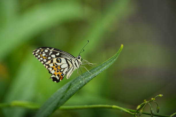istock Beautiful coloured butterfly on green fern leaf 2177797188