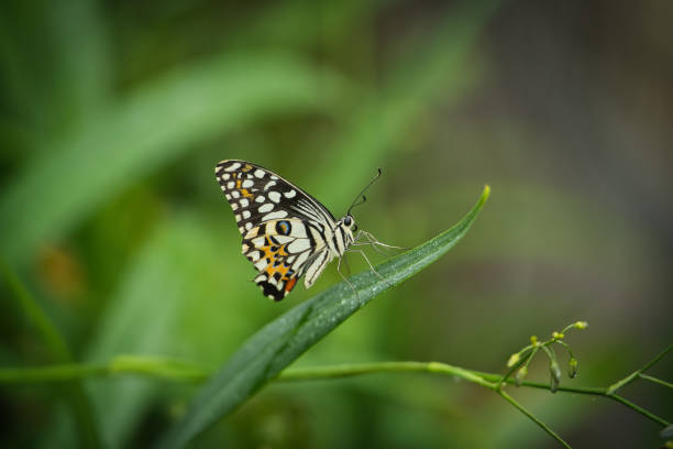 istock Beautiful coloured butterfly on green fern leaf 2177797189