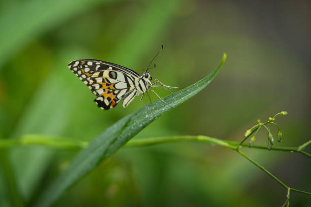 istock Beautiful coloured butterfly on green fern leaf 2177797307