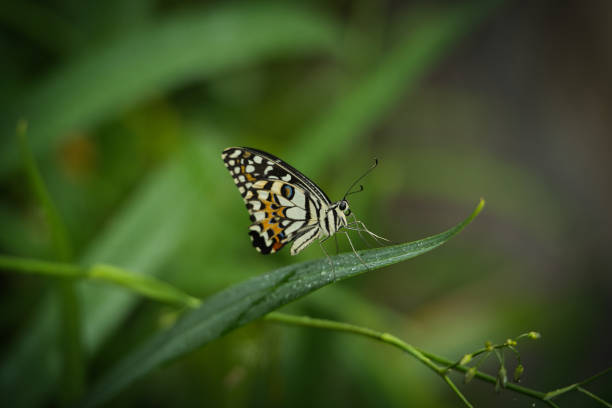 istock Beautiful coloured butterfly on green fern leaf 2177797369