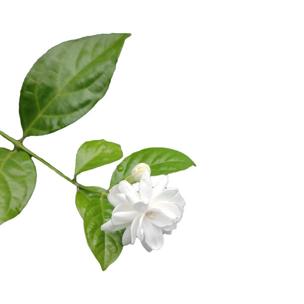 Arabian jasmine flower png image