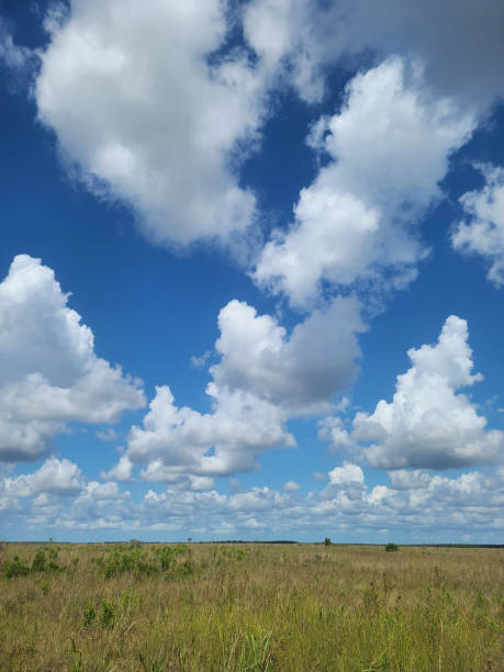istock Vast Grassland Under a Clear Blue Sky 2177799759
