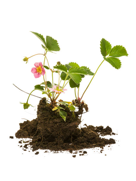 istock Ornamental strawberry plant in soil on white background 2177803037
