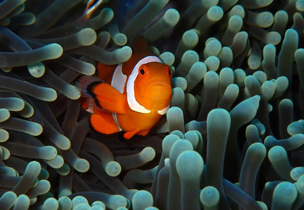 istock Clown fish in sea anemone 2177803427