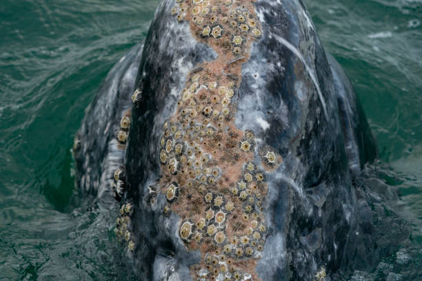 istock Grey whale parasites detail crustaceans, Barnacle. cyrripedes 2177804291