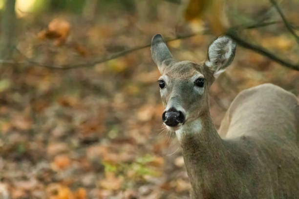 A young white-tailed deer doe stands in a New Jersey forest during autumn