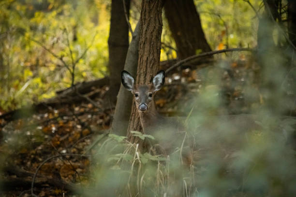 A young white-tailed deer buck stands camouflaged behind trees and brush in a New Jersey forest