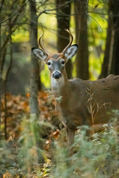 istock White-tailed Deer in Woods in New Jersey 2177805814