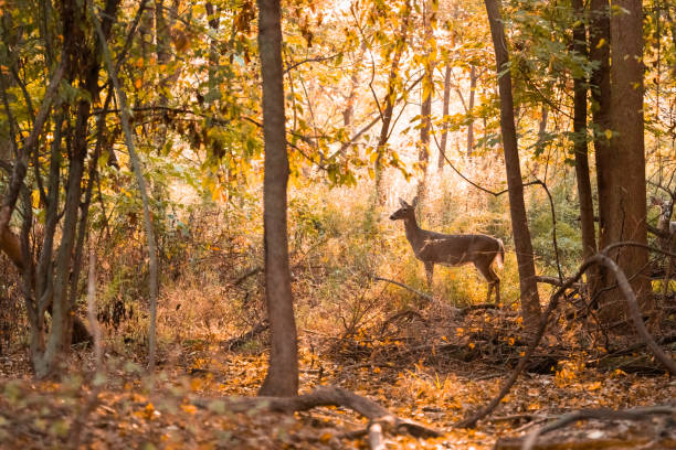 istock White-tailed Deer in Woods in New Jersey 2177806538