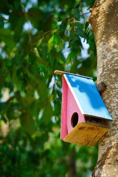 istock Colorful Birdhouse Hanging on Tree Branch 2177807507