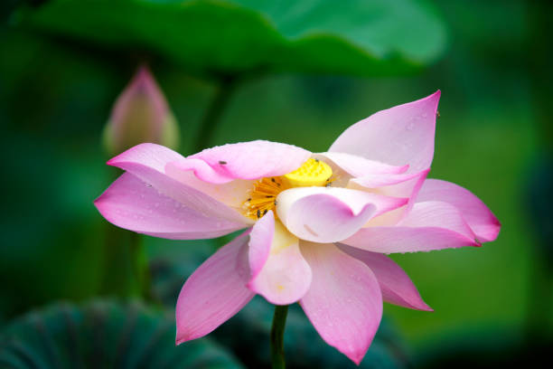 istock Beautiful Pink Lotus Flower in Natural Setting 2177807552