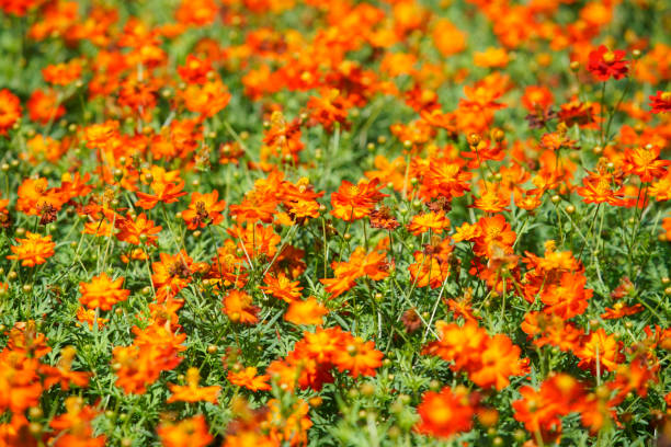 istock Vibrant Orange Cosmos Flowers in Bloom 2177807680