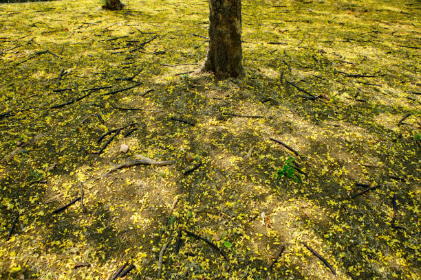 istock Tranquil Forest Ground Covered with Fallen Yellow Flowers 2177807909