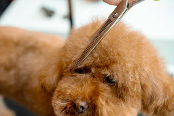 istock Groomer is doing hygiene cut for fluffy maltipoo to keep animal clean and healthy. Using grooming shears to trim dog hair around nose, eyes and ears of pet. 2177808645