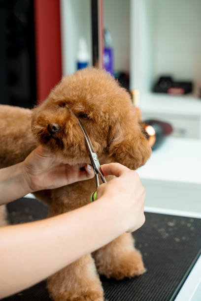istock Groomer is doing hygiene cut for fluffy maltipoo to keep animal clean and healthy. Using grooming shears to trim dog hair around nose, eyes and ears of pet. 2177808664