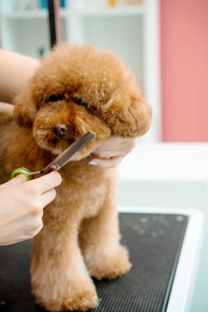 istock Groomer is doing hygiene cut for fluffy maltipoo to keep animal clean and healthy. Using grooming shears to trim dog hair around nose, eyes and ears of pet. 2177808714