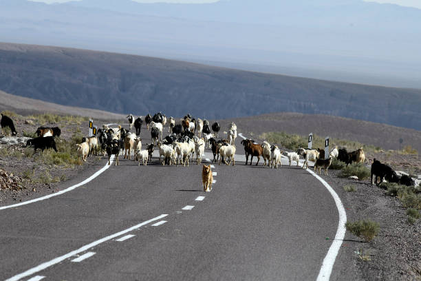 istock Various views of the Atacama region 2177809875