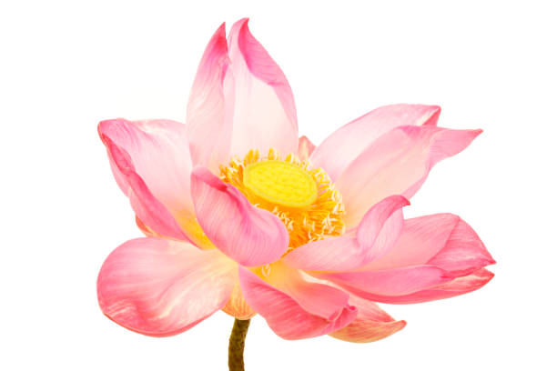 istock Beautiful Pink Lotus Flower in Bloom 2177810010