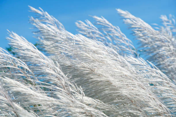 Captivating pampas grass sways gracefully in the breeze, showcasing its striking white texture against a serene blue sky, embodying nature's beauty.