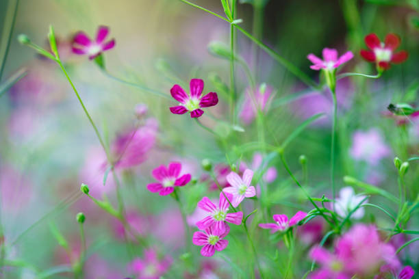 A stunning display of vibrant blooming wildflowers in soft focus, showcasing delicate pink petals surrounded by lush greenery and a serene atmosphere.