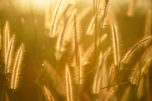 Captivating view of golden grass swaying in the sunlight, creating a serene and tranquil atmosphere in a lush outdoor setting. Perfect for nature themes.