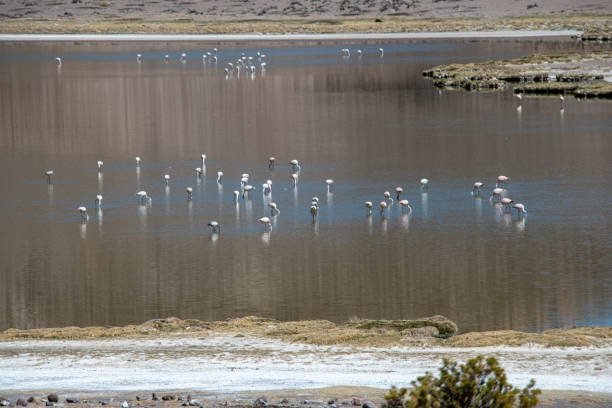 Flora, fauna, towns, routes and cities in the Atacama Desert area