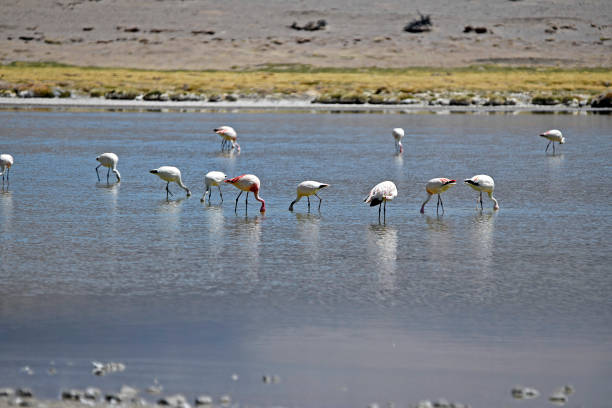 istock Various views of the Atacama region 2177812442