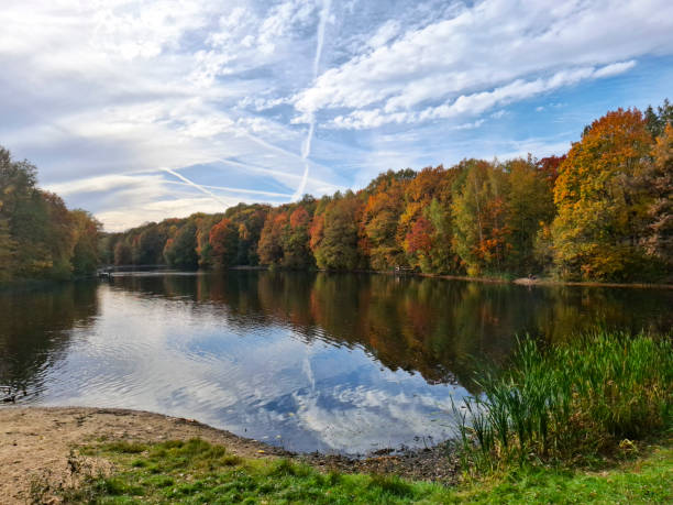 Golden Autumn in a Park