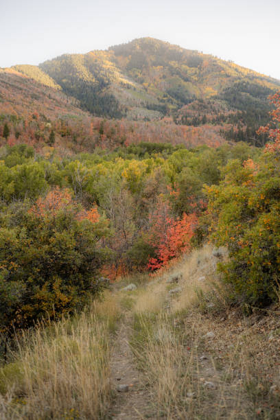 istock Little Footpath Hiking Trail Fall Leaves Autumn 2177813270