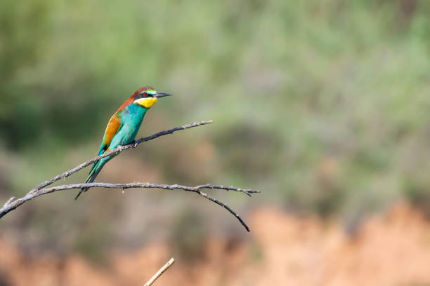 istock Bee-eater perched on a branch looking to the side 2177815960