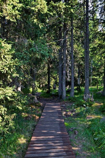 istock A centuries-old coniferous forest with old and new branches, a wooden path and a meadow with juicy grass in Vitosha mountain 2177816741