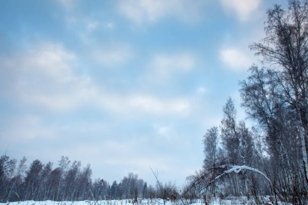 A calm siberian winter landscape with bare trees and a snow-covered field under a cloudy sky, creating a tranquil and chilly atmosphere
