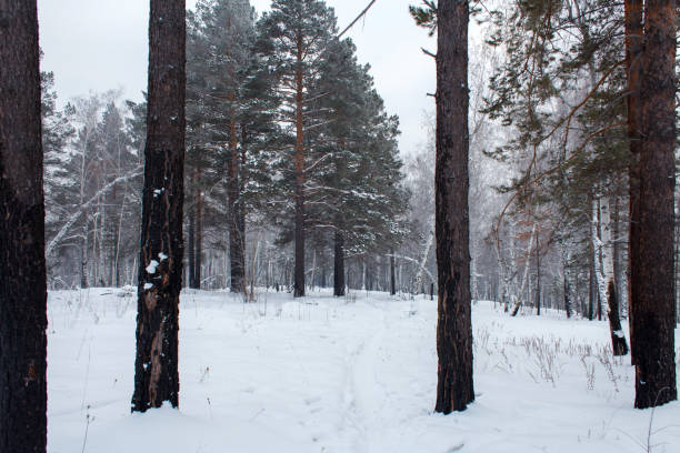 A serene winter forest scene with tall snow-dusted trees and a narrow, snow-covered path leading deeper into the woods, evoking a peaceful and quiet atmosphere