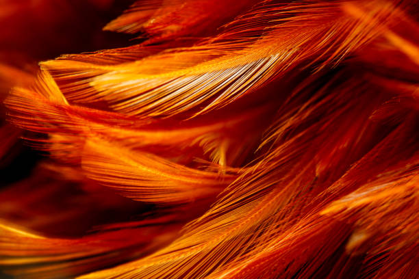Close-up of a chicken feather,Orange chicken feather background with a soft texture.