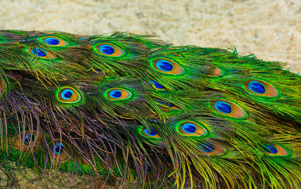 Peacock blue