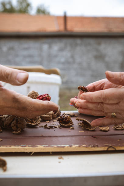 One of the best ways to spend warm afternoons in Autumn is to harvest and crack open walnuts