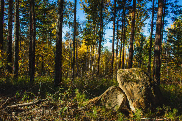 Autumn forest with tall trees and a large moss-covered rock in the foreground, bathed in warm sunlight