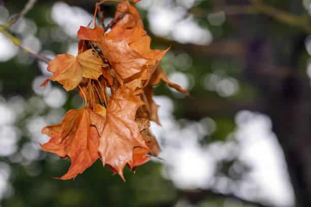 istock .orange autumn leaves in the sun 2177819836