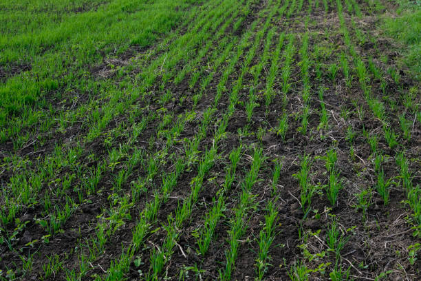 istock Winter wheat is sown after soybeans. Crop rotation. 2177821368