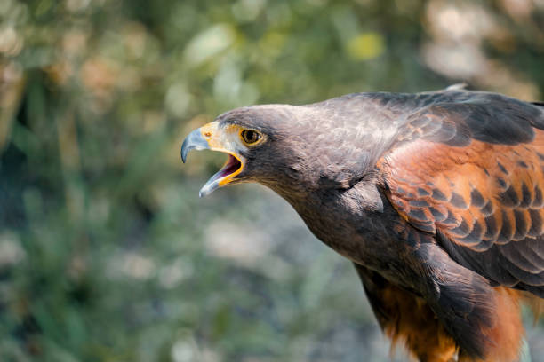 istock Close up detail with a Harris s hawk (Parabuteo unicinctus). 2177821640