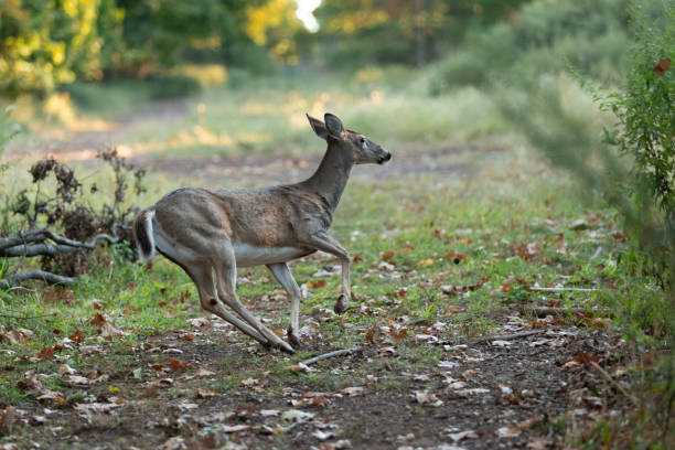 istock White-tailed Deer in Woods in New Jersey 2177823584
