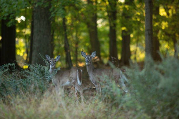 A pair of young white-tailed deer does stand in the woods during autumn in New Jersey