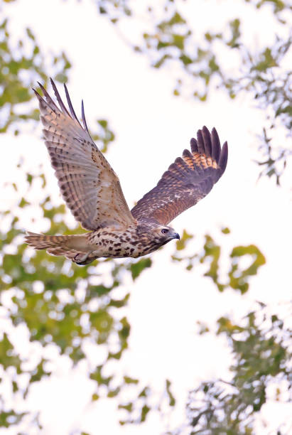 istock Red-tailed Hawk flying in the forest, Quebec 2177823990